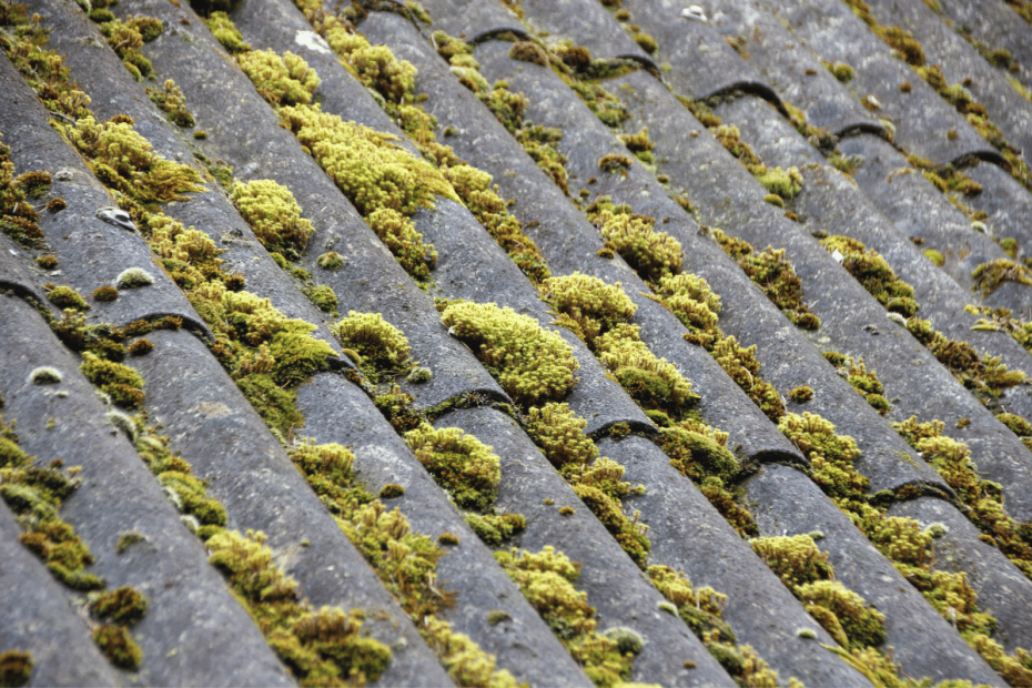 How To Prevent Algae On Roof